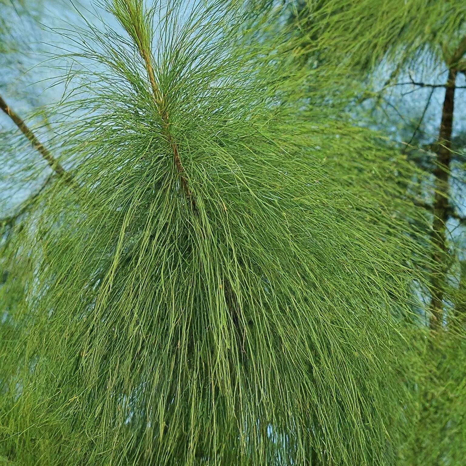 Swamp She-oak (Casuarina obesa)