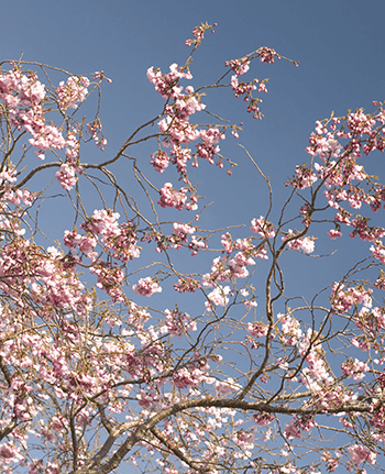cherry-blossom