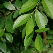 chinese-elm-leaves