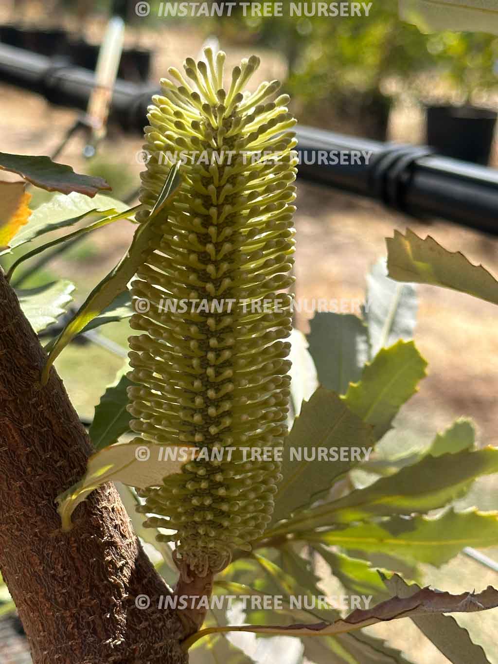 Coast Banksia (Banksia integrifolia) Flower