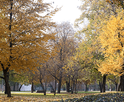 colourful-trees