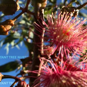 Coral Gum (Eucalyptus torquata) flowers