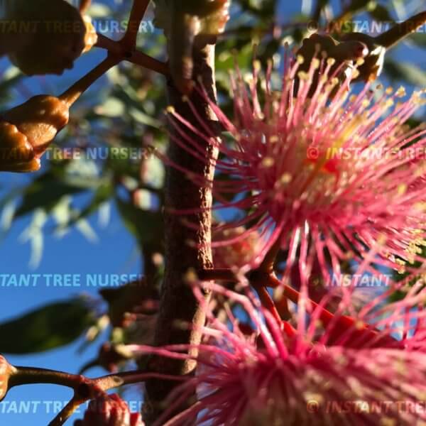 Coral Gum (Eucalyptus torquata) flowers