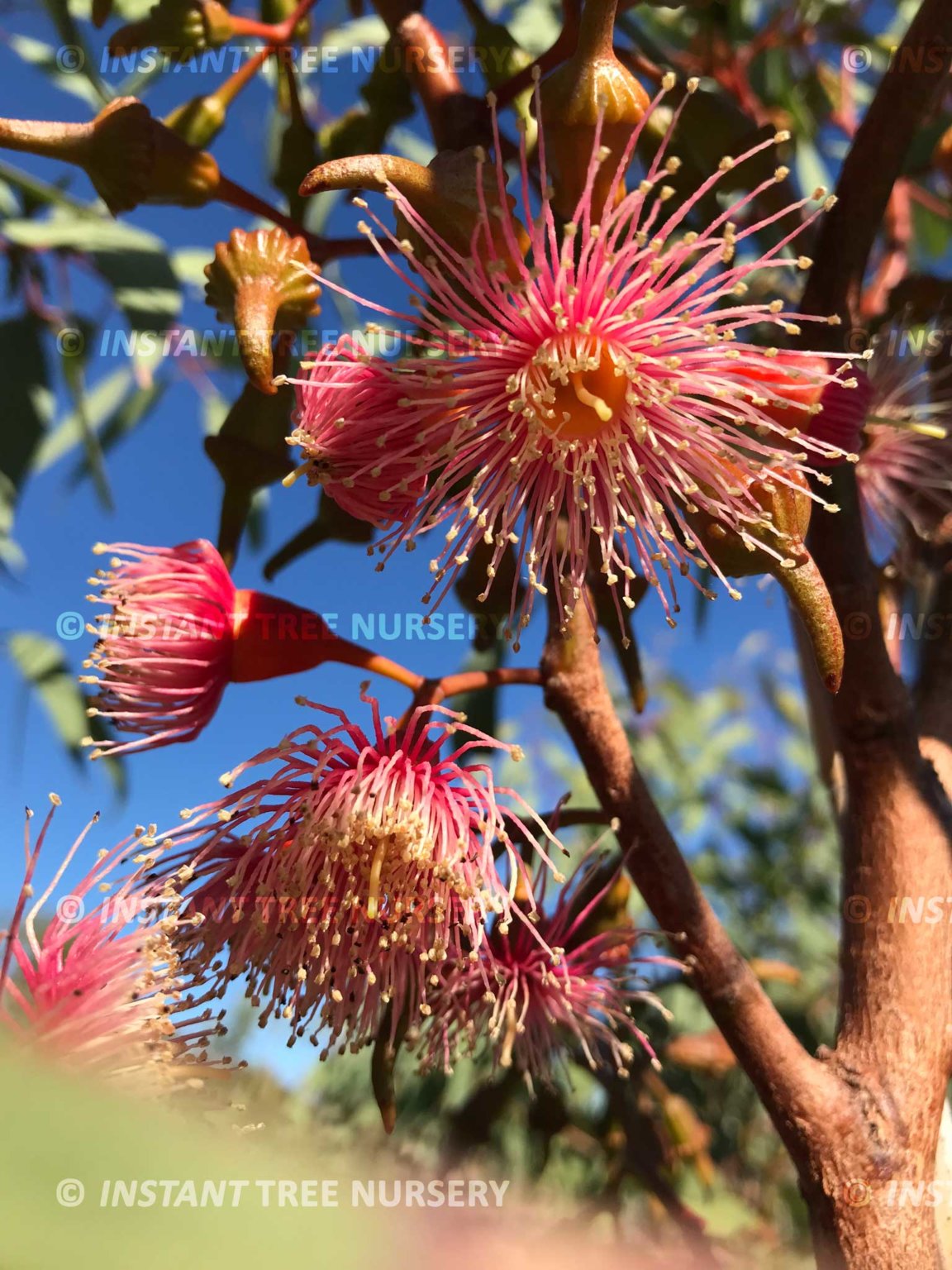 coralgumeucalyptustorquataflowersb