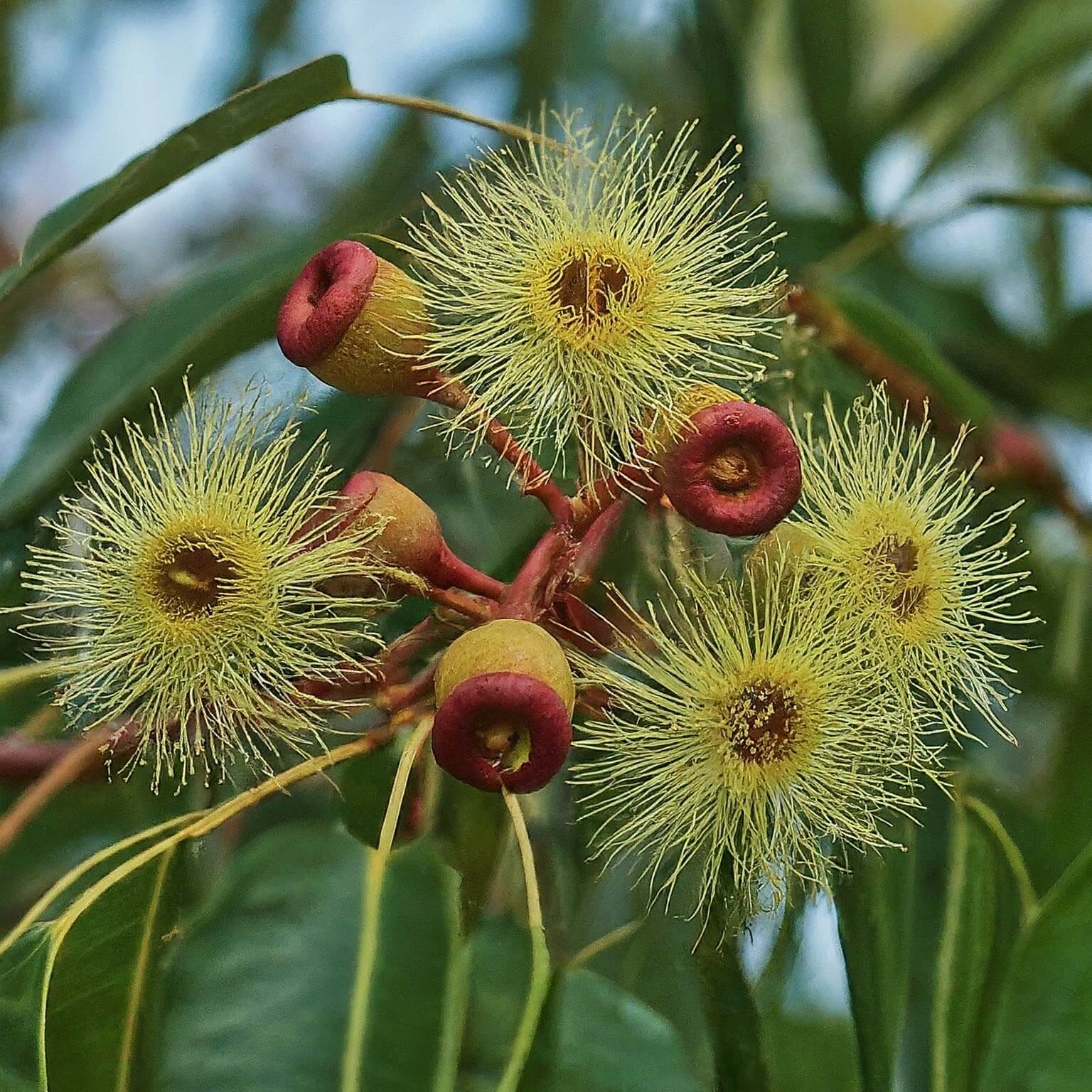 Desert Ghost Gum (Corymbia candida)