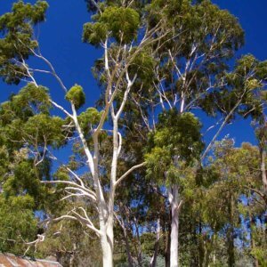 corymbia-citriodora.jpg