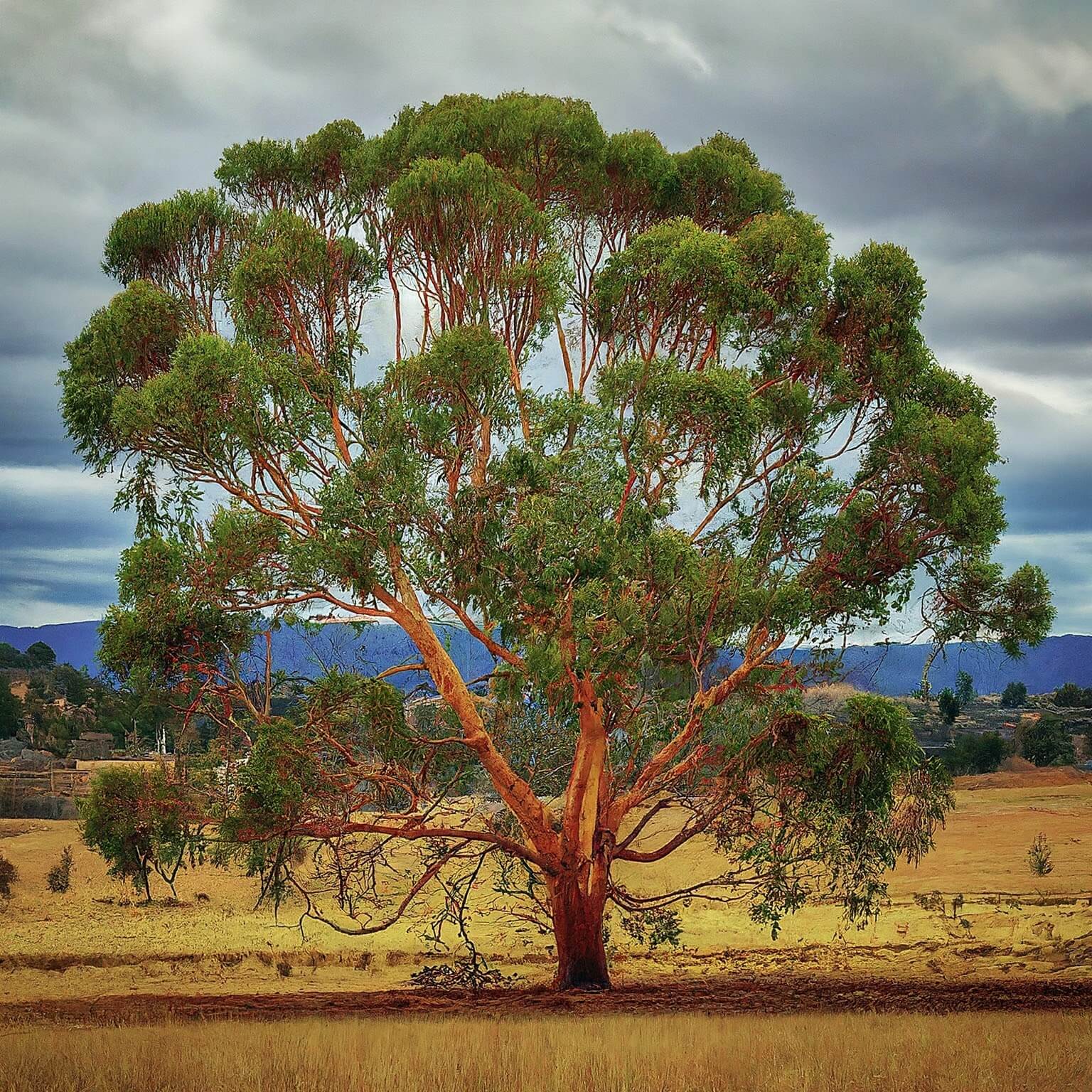 Yellow Bloodwood (Corymbia eximia)