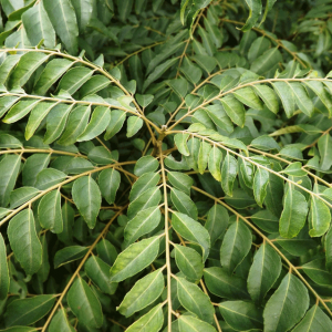 Curry Leaf Tree (Murraya Koenigii)