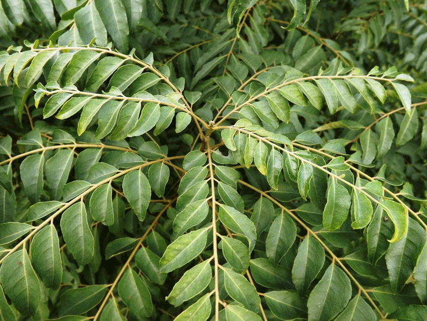 Curry Leaf Tree (Murraya Koenigii)