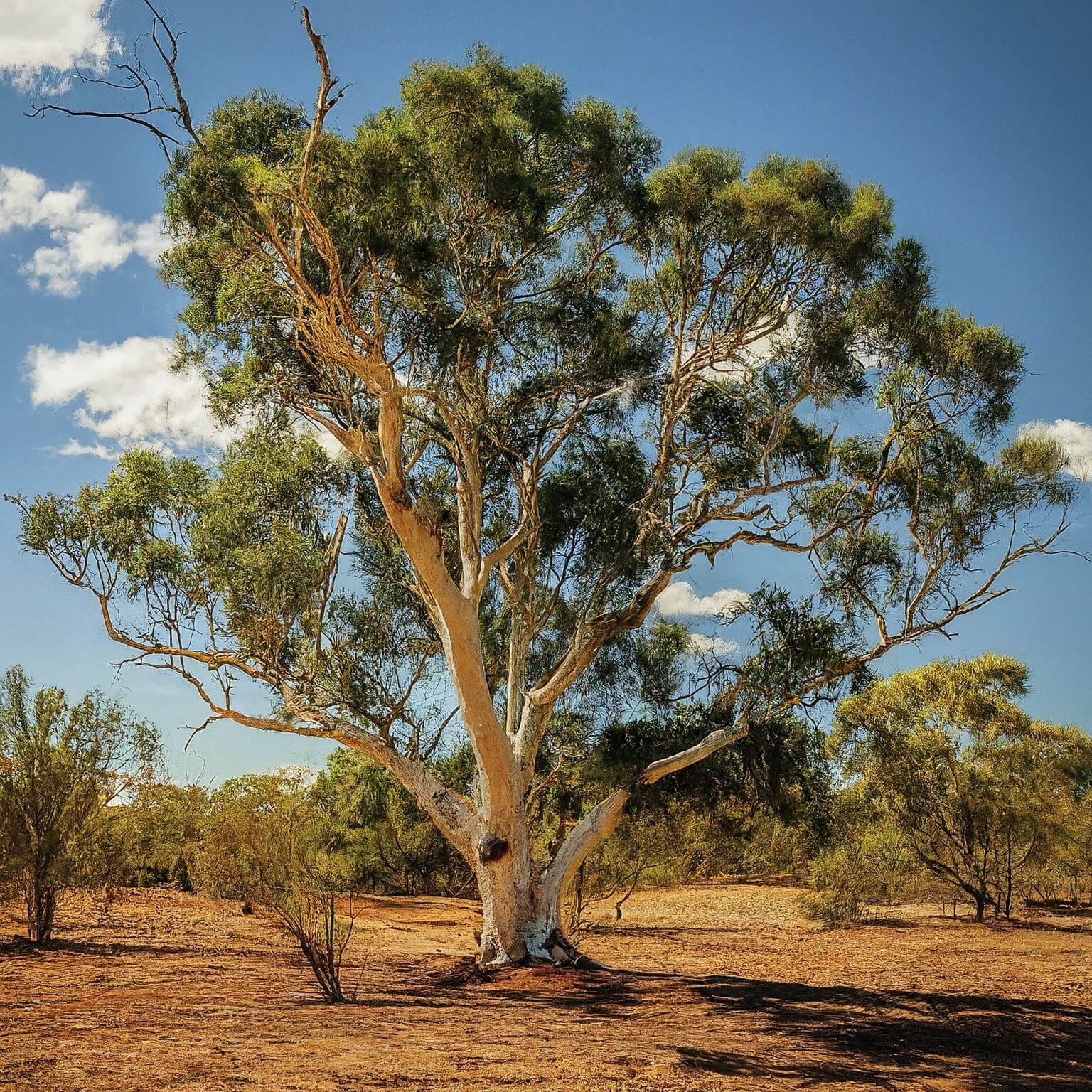 Powderbark (Eucalyptus accedens)