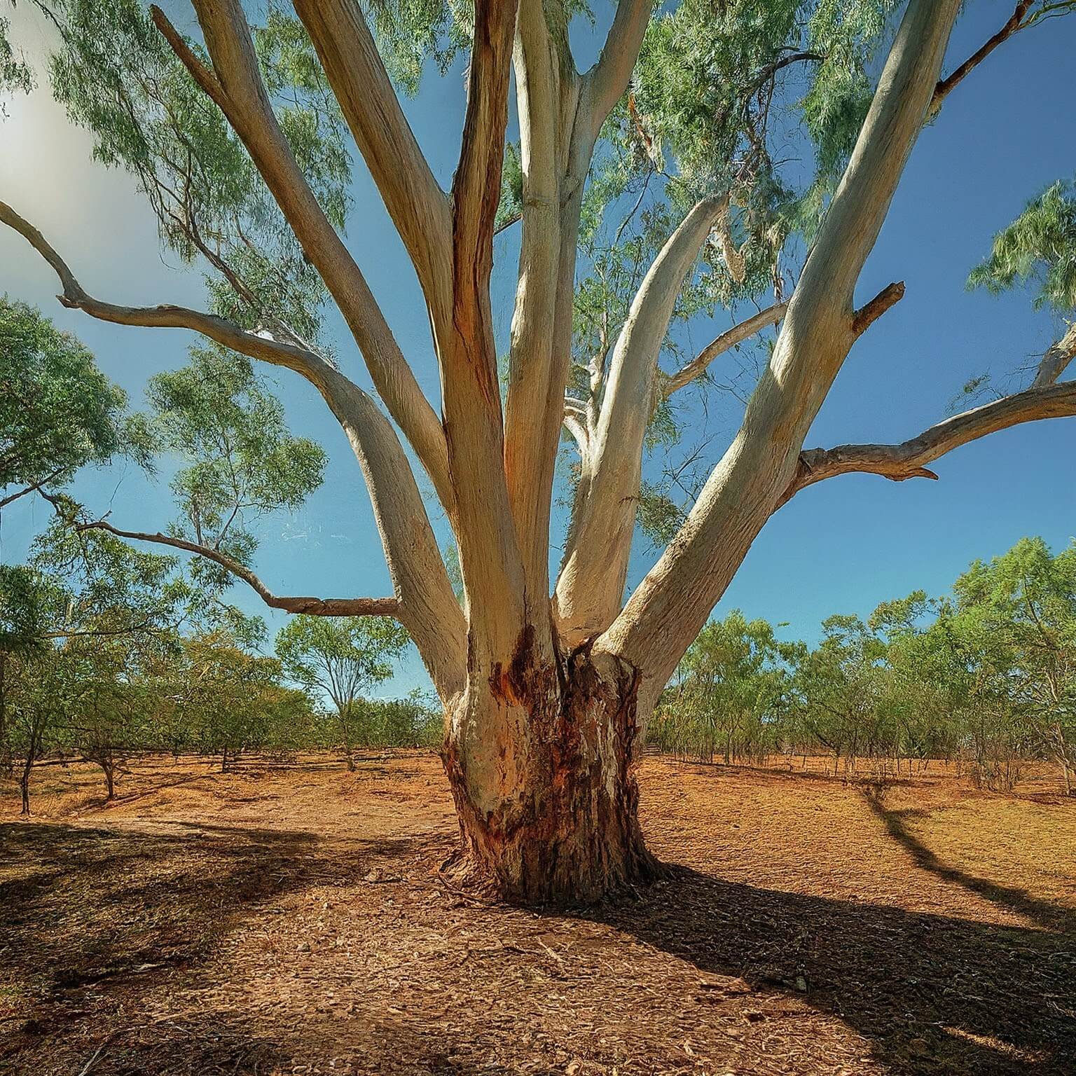 Port Lincoln Gum (Eucalyptus albopurpurea)