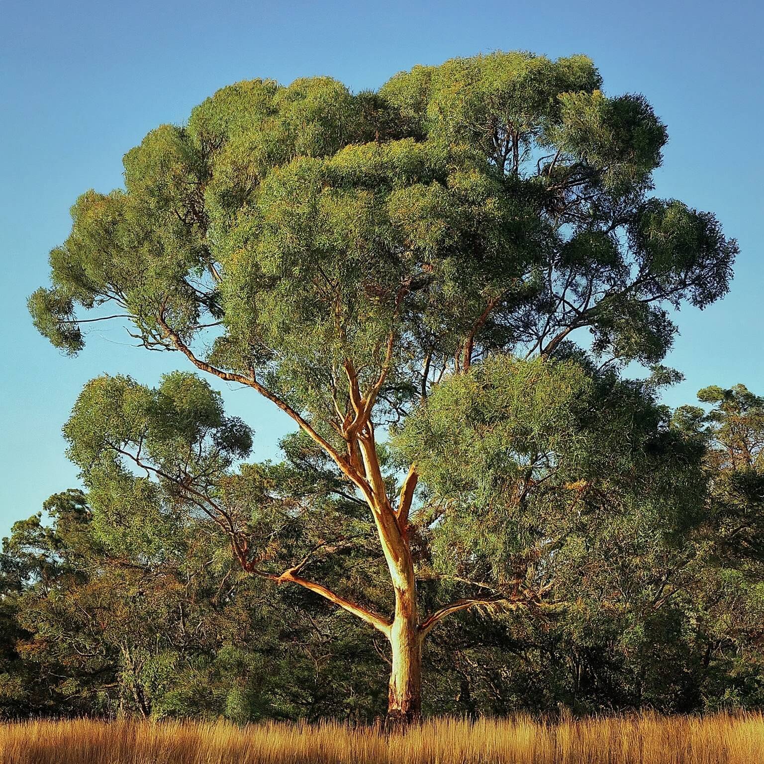 Argyle Apple (Eucalyptus cinerea)