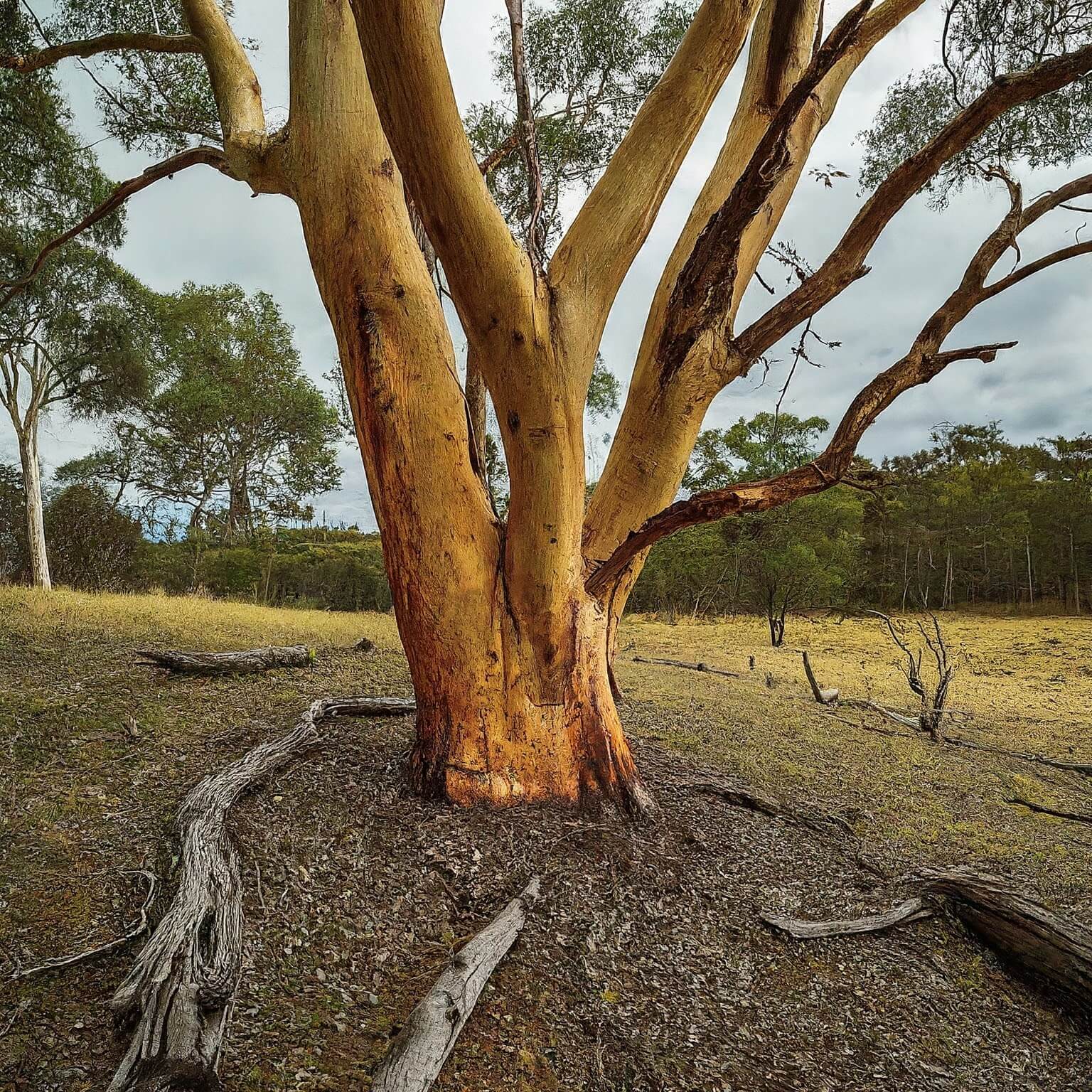 Dwarf Bushy Sugar Gum (Eucalyptus cladocalyx nana)