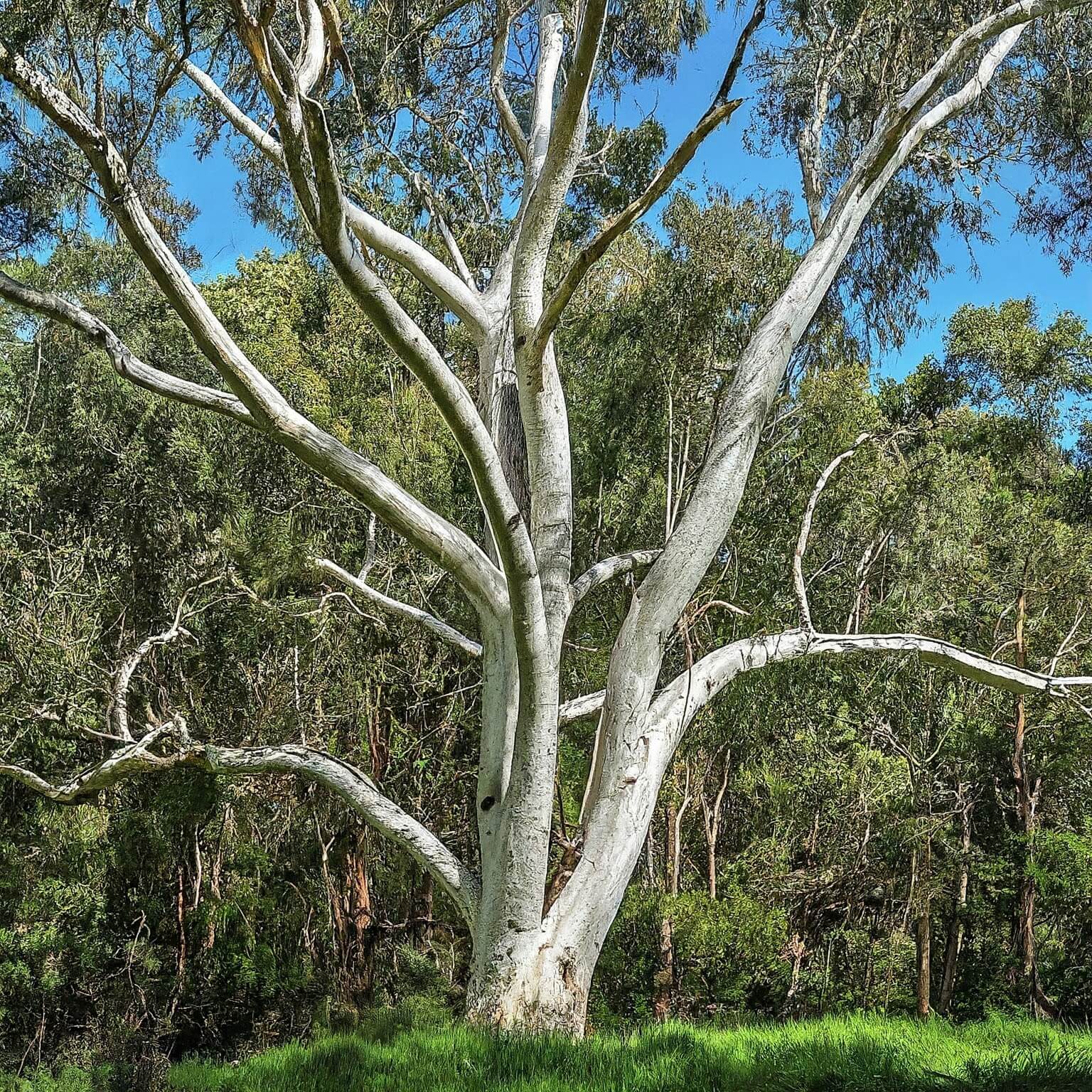 Silver Gum (Eucalyptus crenulata)