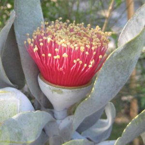 eucalyptus macrocarpa flower