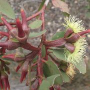 eucalyptus-platypus-buds