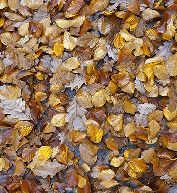 fallen-leaves