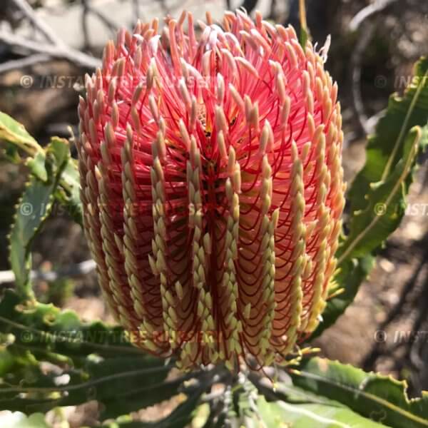 Firewood Banksia (Banksia menziesii) flower