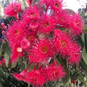 Flowers of the Red Flowering Gum