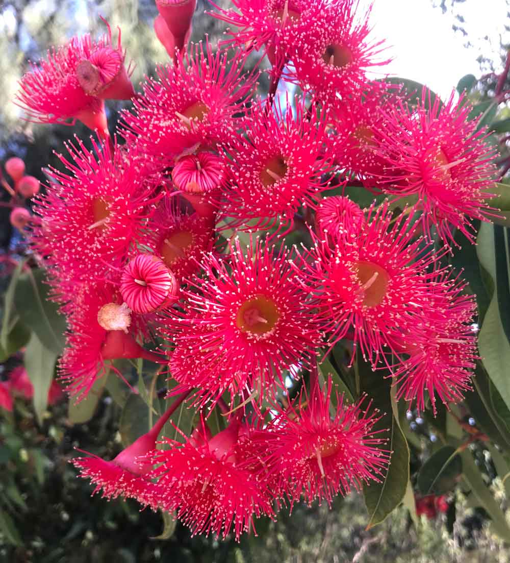 Red Flowering Gum (Corymbia Ficafolia)