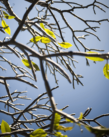frangipani-new-leaves
