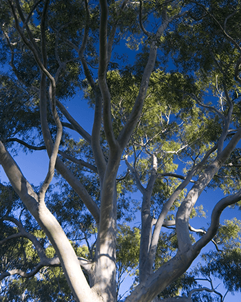 gum-tree