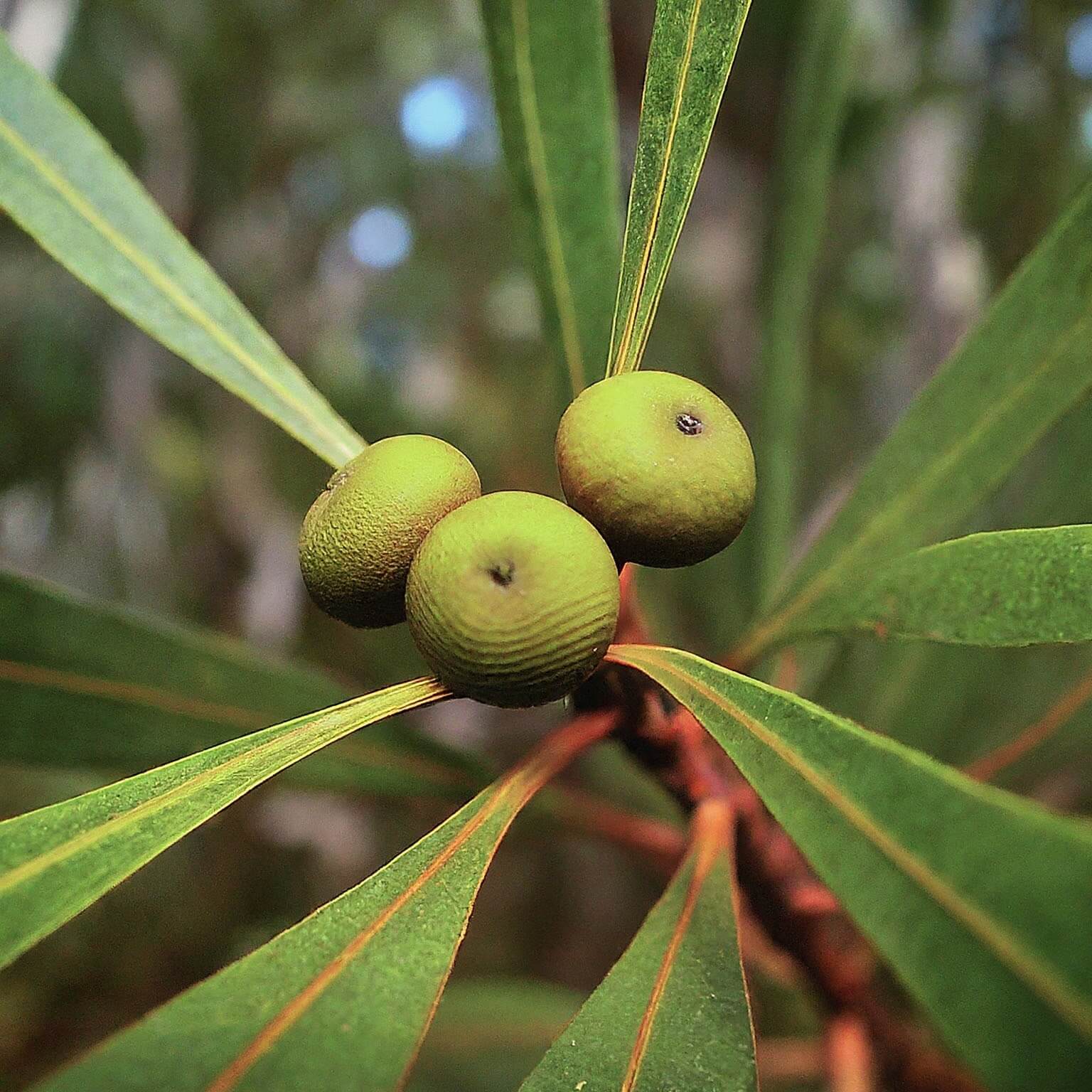 Emu Tree (Hakea francisiana)