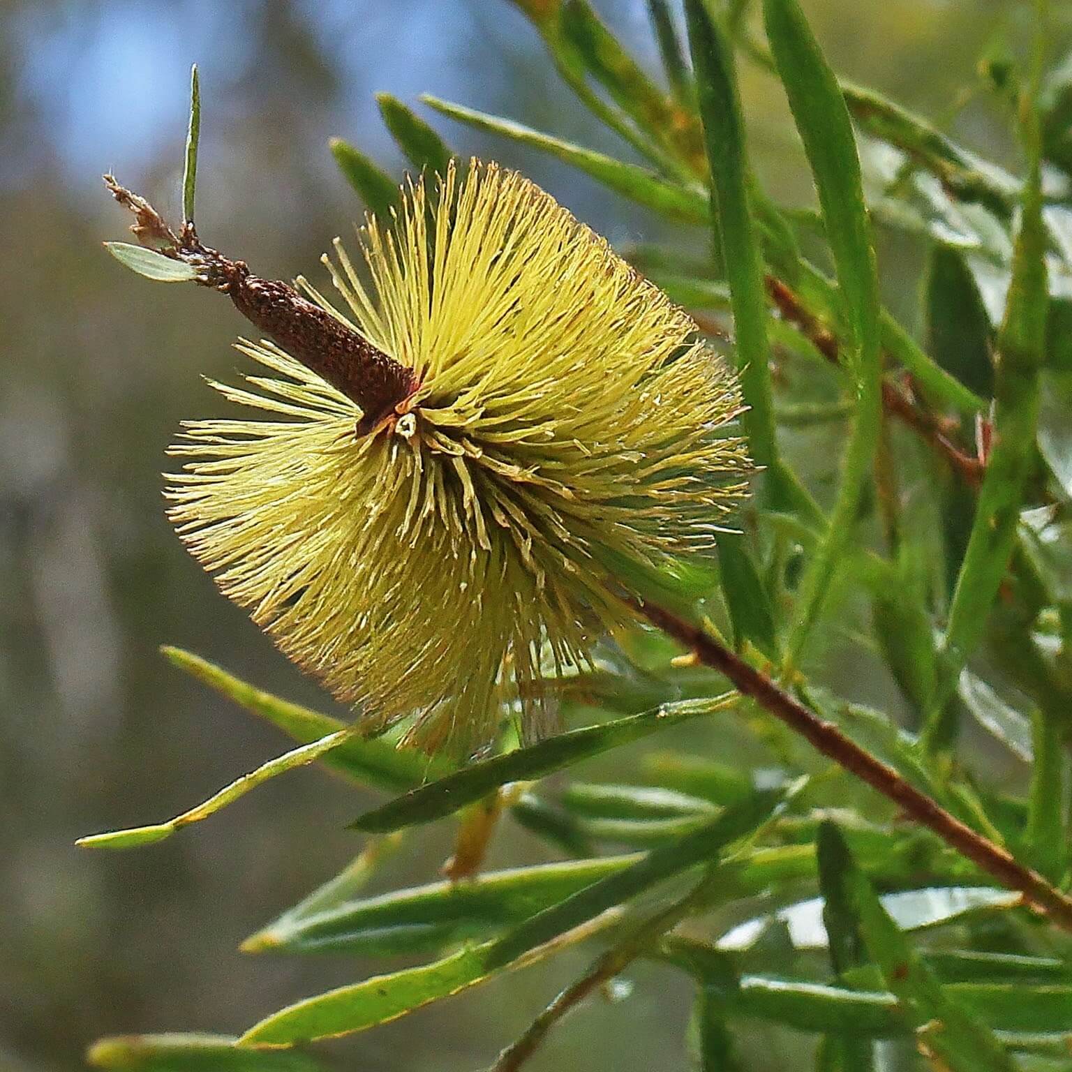 Sea Urchin Hakea (Hakea petiolaris)