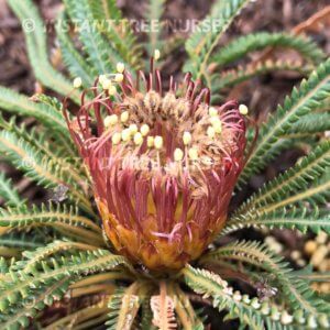 Honeypot Dryandra flower