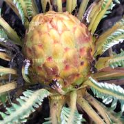 honeypot-dryandra-banksia-nivea-flower-bud