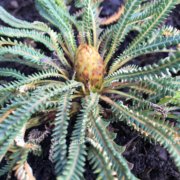 honeypot-dryandra-banksia-nivea-foliage