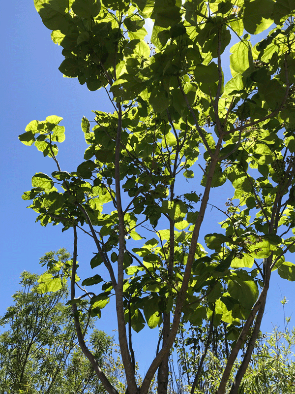 Indian Bean Tree (Catalpa bignonioides)