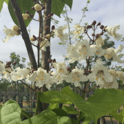 Indian Bean Tree (Catalpa bignonioides) Flowers