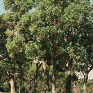 Jarrah (Eucalyptus Marginata)