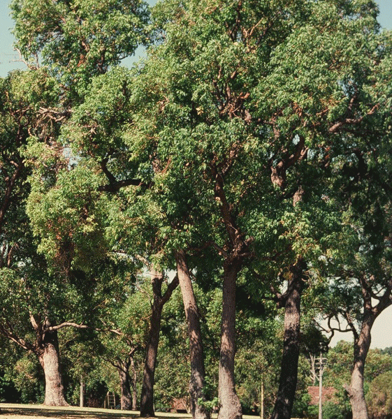 Jarrah (Eucalyptus Marginata)