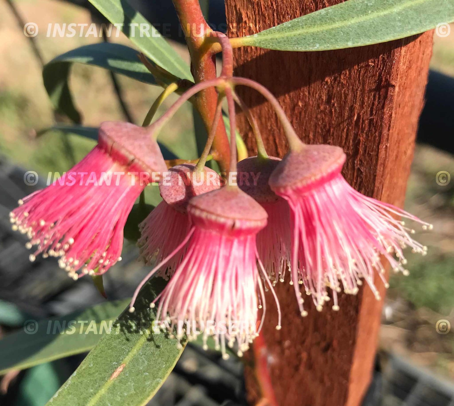 jingymiamalleeeucalyptussynandraflowers