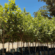 london-plane-platanus-acerifolia london-plane-platanus-acerifolia