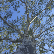 london-plane-platanus-acerifolia-underneath london-plane-platanus-acerifolia-underneath