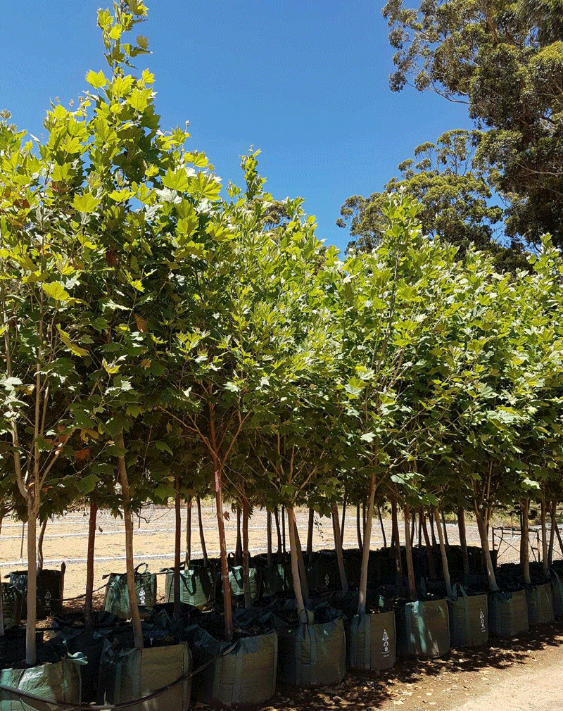 London Plane (Platanus Acerifolia)