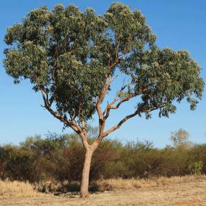 Marri (Corymbia Calophylla)