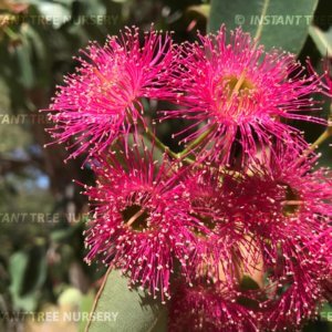 Marri (Corymbia Calophylla) Flower