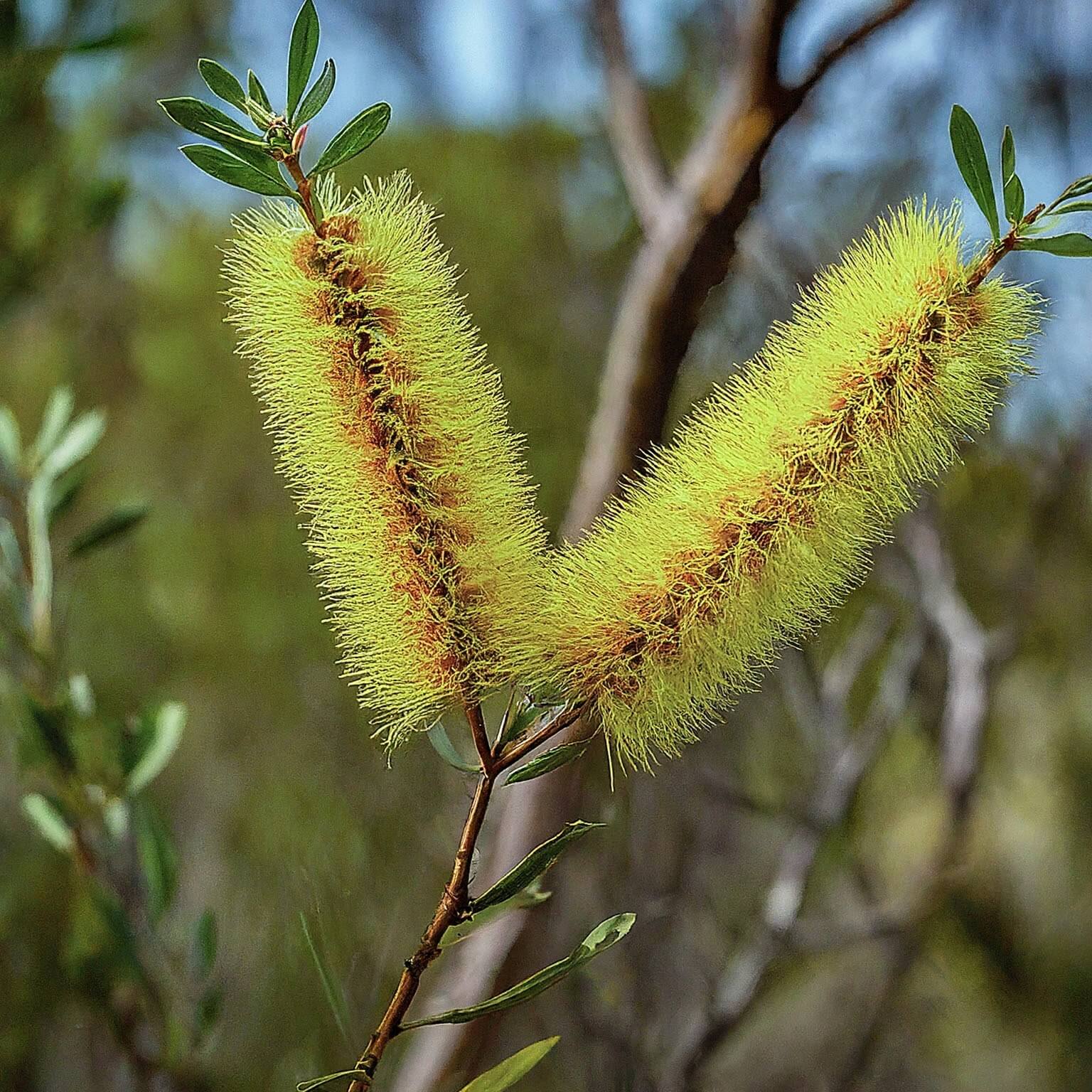 Silver-leaved Paperbark (Melaleuca argentea)