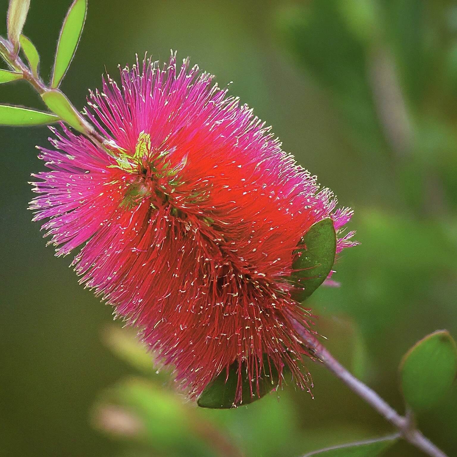 Chenille Honey Myrtle (Melaleuca huegelii)