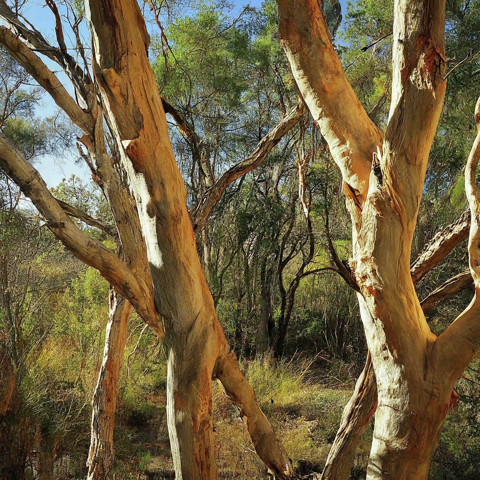 Fine Leaf Paperbark (Melaleuca Leucadendra)