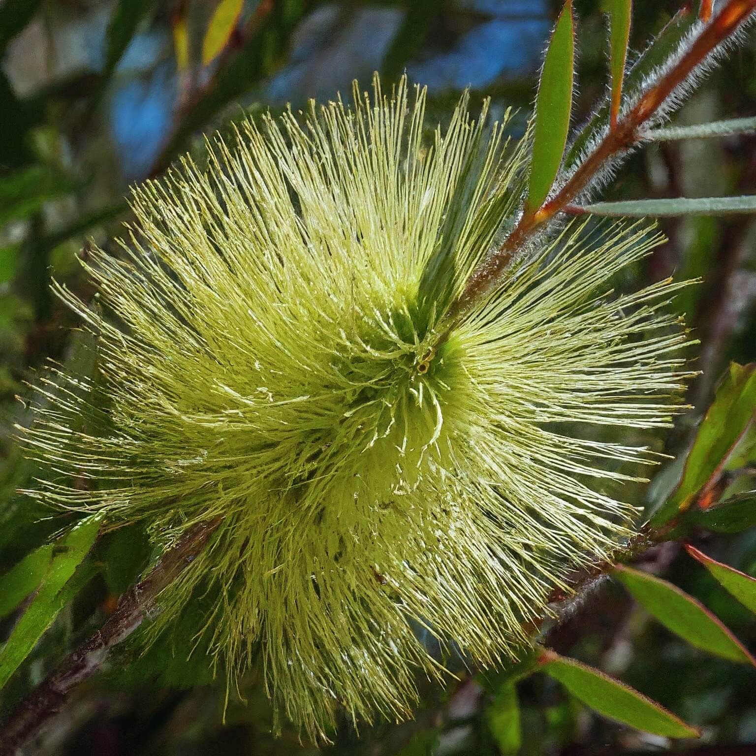 Mohan (Melaleuca viminea)