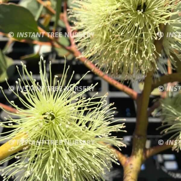 moort-eucalyptus-platypus-flower