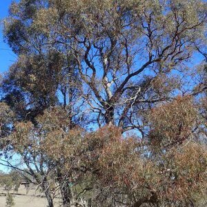 narrow-leaved black peppermint eucalyptus nicholii