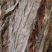 narrow-leaved-black-peppermint-eucalyptus-nicholii-bark