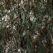 narrow-leaved-black-peppermint-eucalyptus-nicholii-leaves