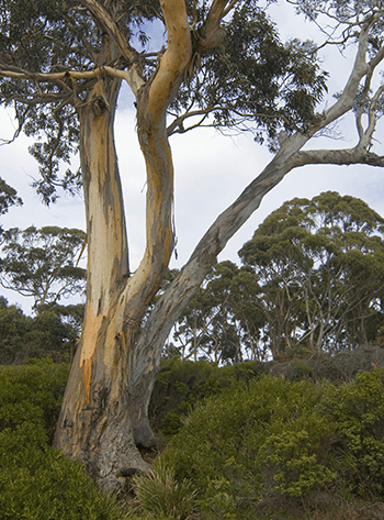 old-gum-tree